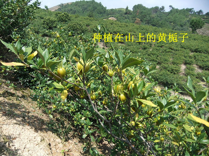 野生中药材 栀子仁 山栀子,枝子,黄栀子