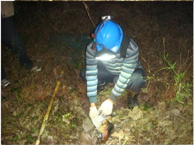 野鸡野兔抓捕机器供应商 野鸡野兔抓捕机器厂家