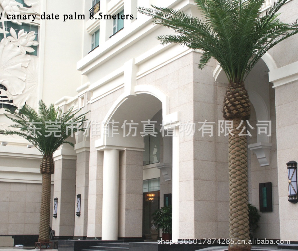 date palm 8.6m_副本