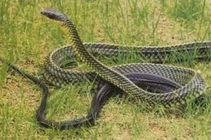 乌梢蛇提取物 上一个 下一个 举报【别名】乌蛇,乌花蛇,剑脊蛇,黑