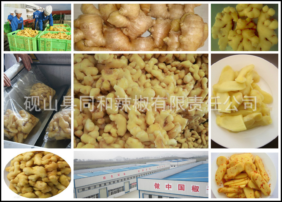 厂家供应大量,黄姜,泡黄姜,无肥料,无农药的黄姜,姜,云南姜