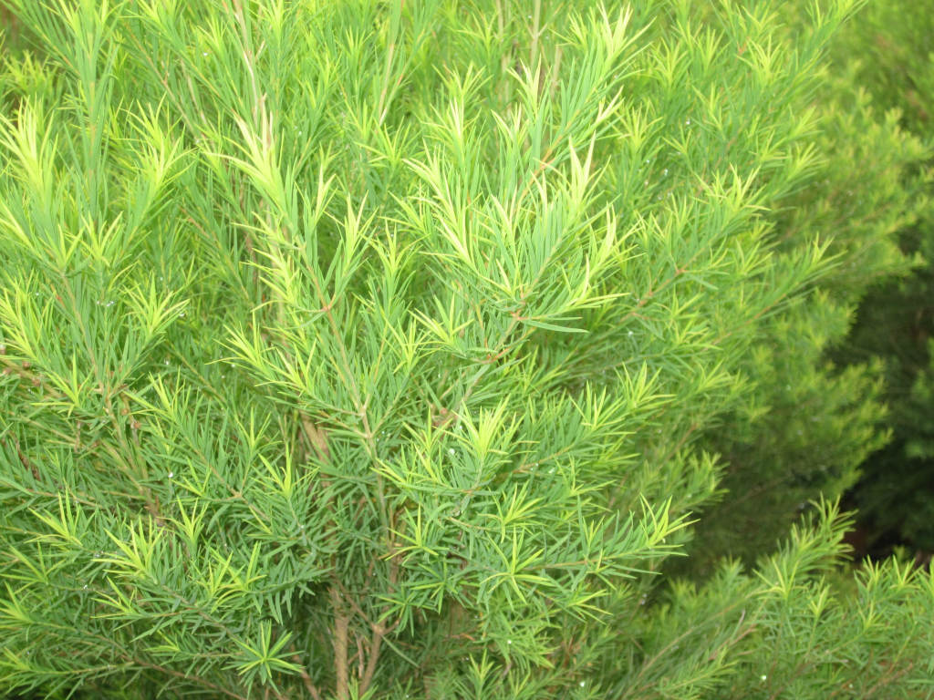 大量天然澳洲(互叶白千层)茶树精油---特级品质