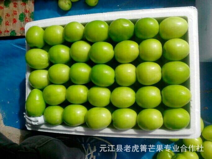 无公害绿色水果 青枣 厂家批量供应 青枣 美味香甜水分足
