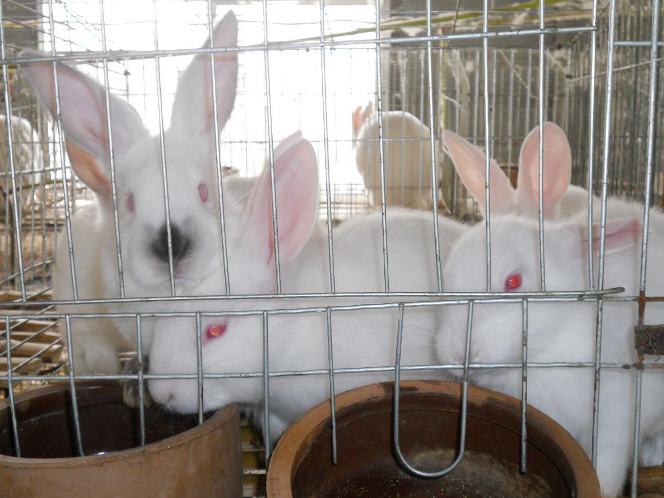 大型獭兔养殖基地中国獭兔最好品种-交易市场最低价格