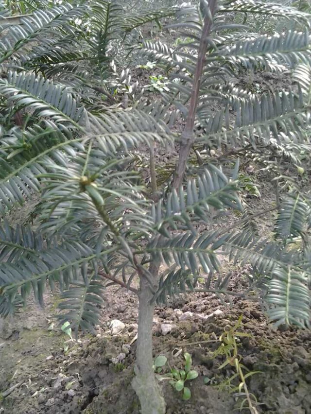 诸暨优质香榧苗|香榧树|香榧大苗嫁接苗 香榧苗木(各年份都有)