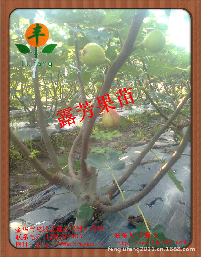 麦斯依陶芬无花果