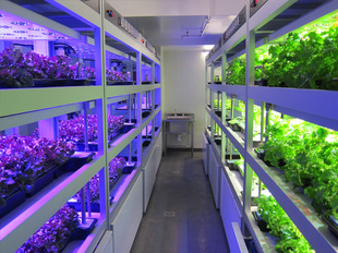 厂家直销t8 t5led植物灯9w一体管 粉红led植物组培灯 植物补光灯
