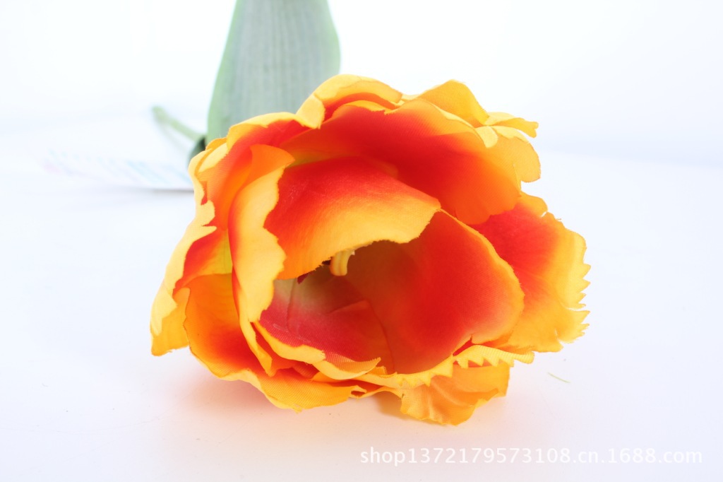 小号鹦鹉郁金香9(Tulip)SJB1398