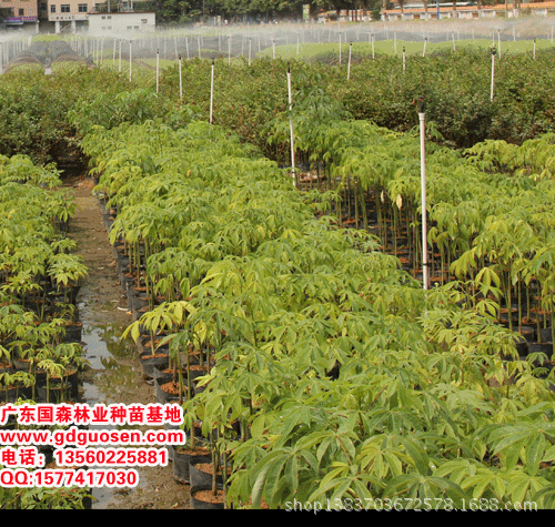 国森种苗基地