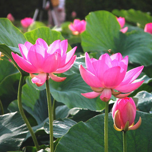 池塘盆栽植物 河塘荷花 莲藕种苗 莲藕种根 荷花种根 莲藕种子