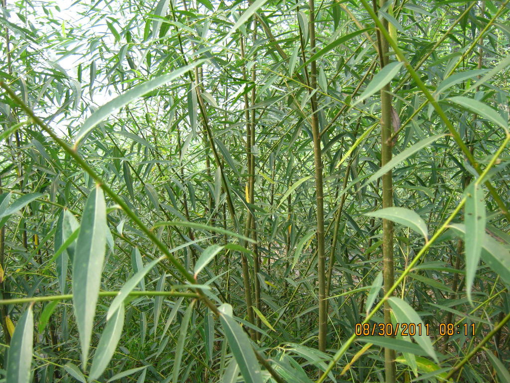 【速生】美国竹栁树苗-另供黄粉虫 跑山鸡 贵妃鸡 芦花鸡