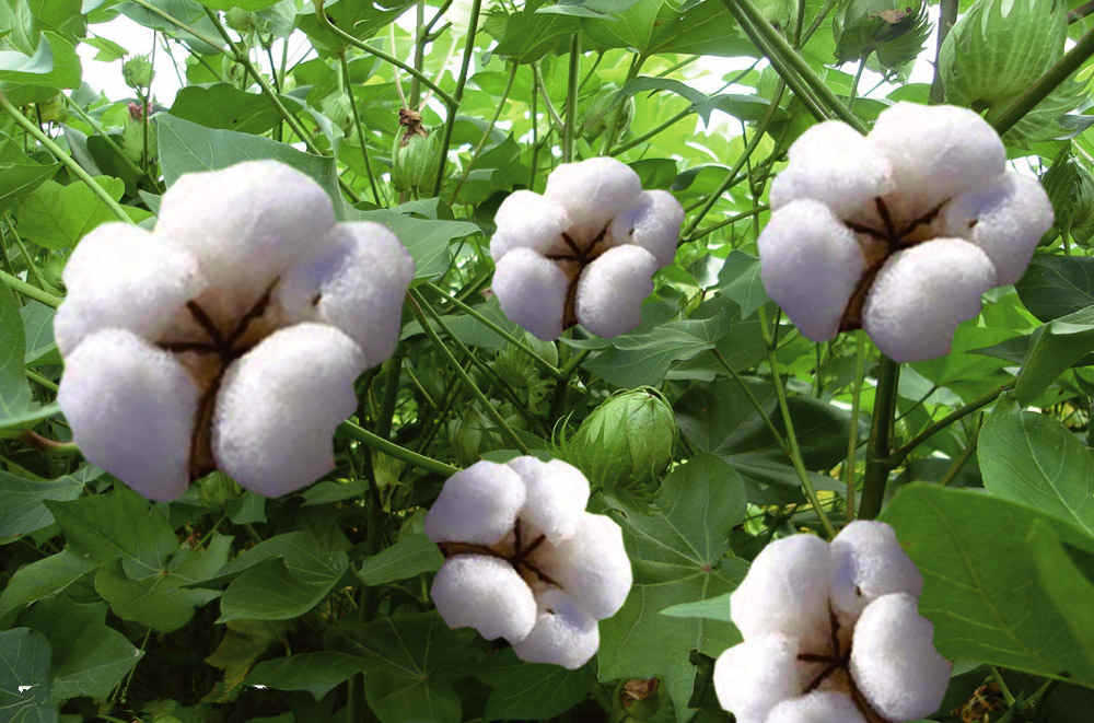 批发棉花种子 新疆棉花种子种苗长细绒棉12元一斤图片_5