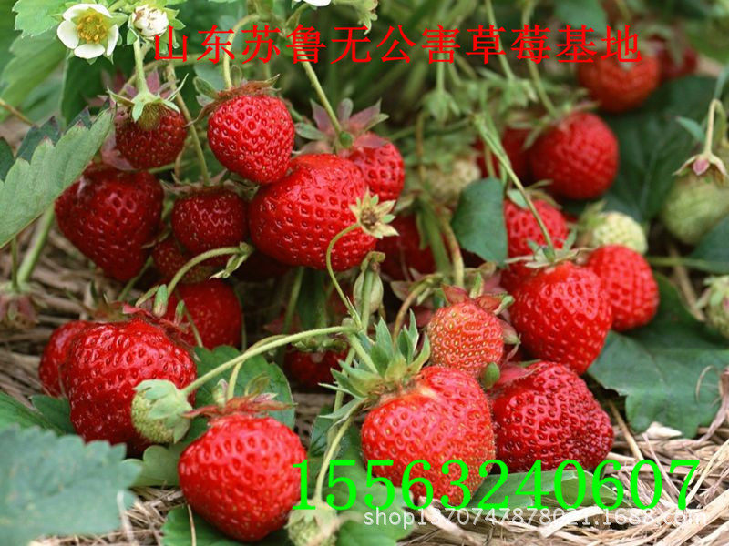 山东苏鲁无公害草莓基地30