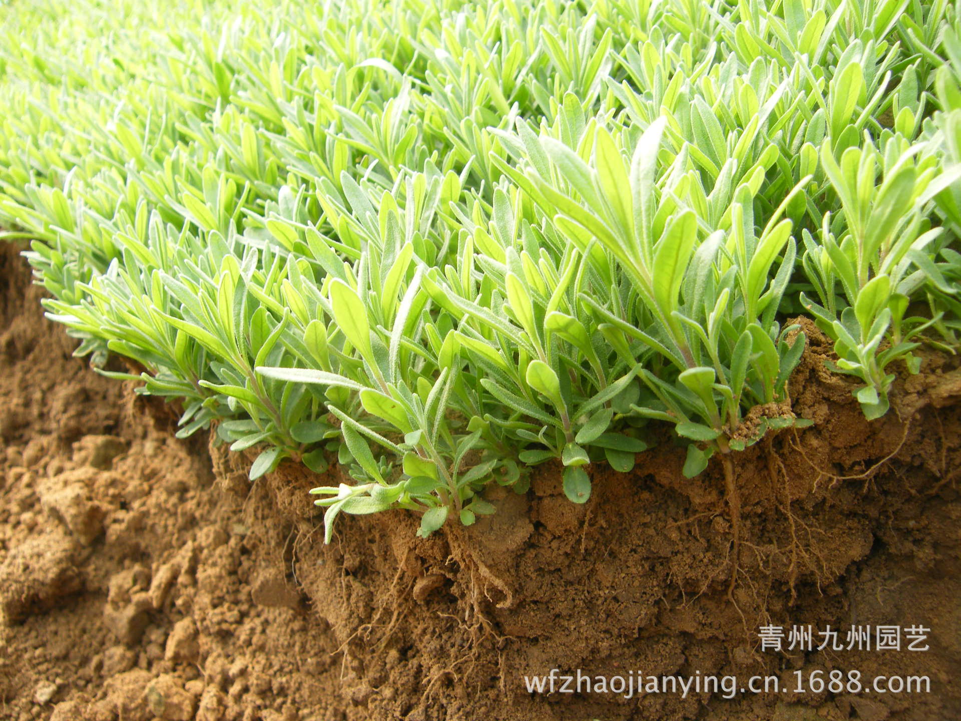 薰衣草种苗 法国薰衣草 摄影基地专用 景观园专用