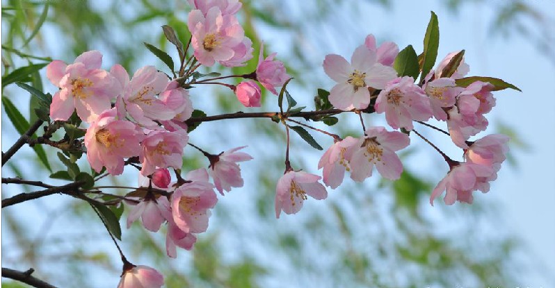 西府海棠树苗 小苗 垂丝海棠树苗 贴梗海棠花观花植物 可庭院种植