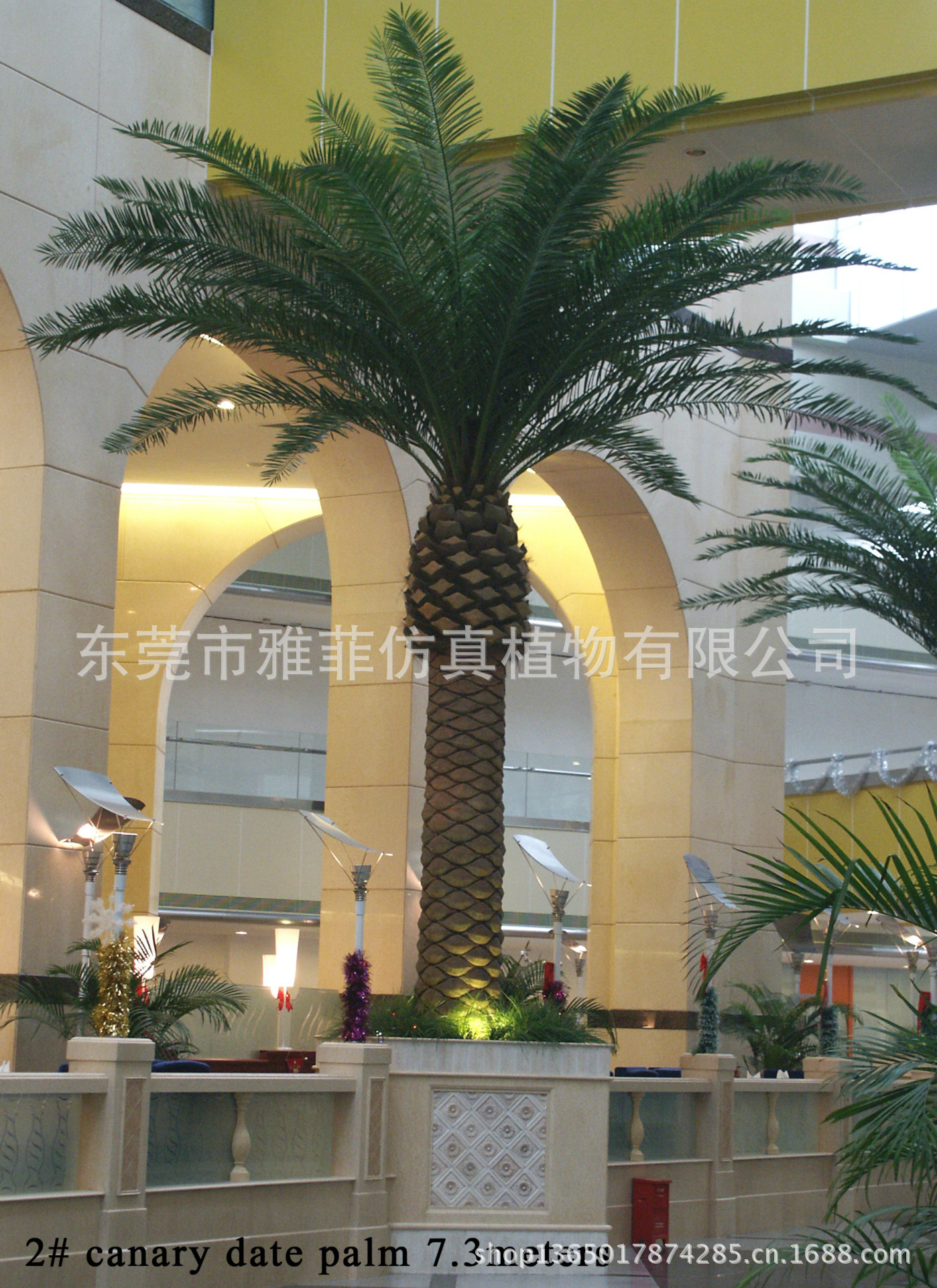date palm 7.3m 1