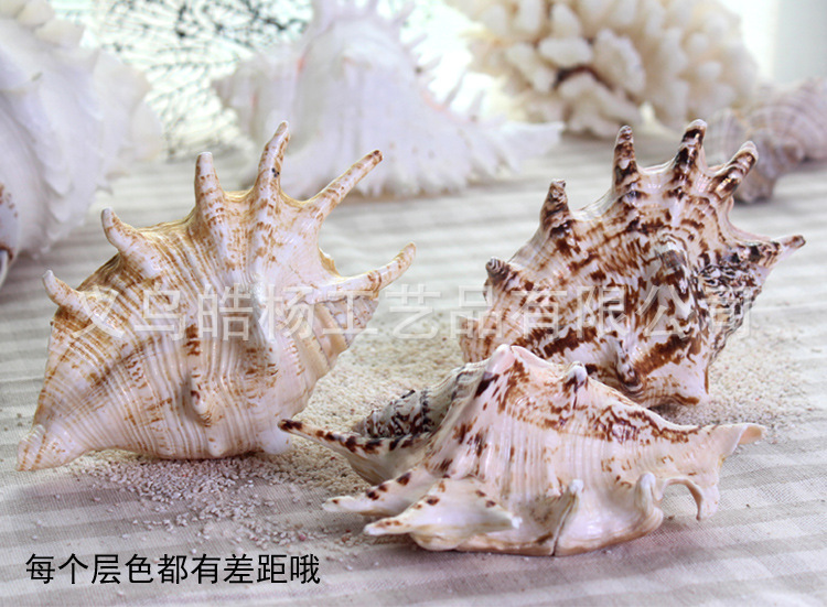天然七角海螺 海螺贝壳 地台鱼缸饰品 婚庆鱼缸造 家居摆件图片_10
