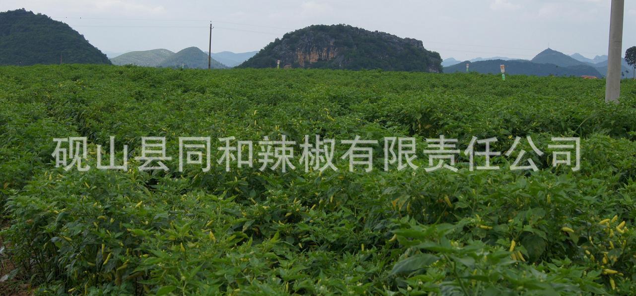 无公害种植基地