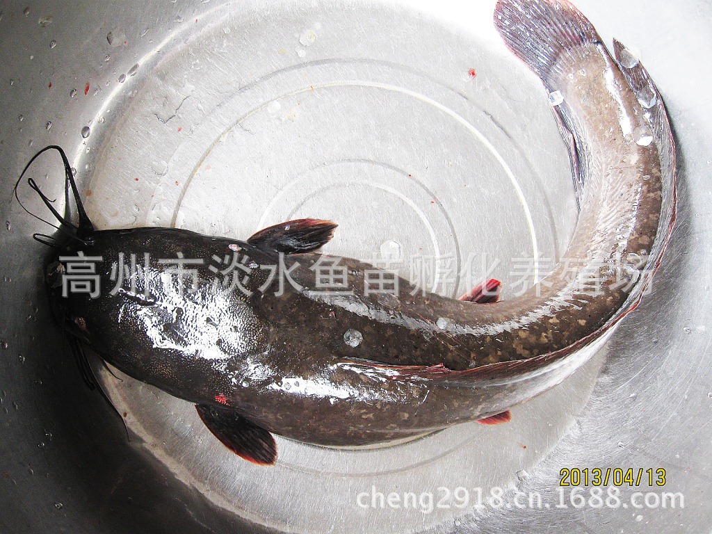 淡水鱼苗水花批发草鱼苗革胡子鲶南方大口鲶鱼苗埃及塘虱鱼苗