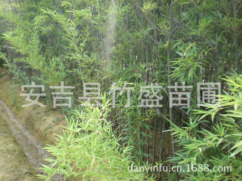 安吉县竹盛苗圃供应紫竹别名黑竹 另有斑竹淡竹等近百