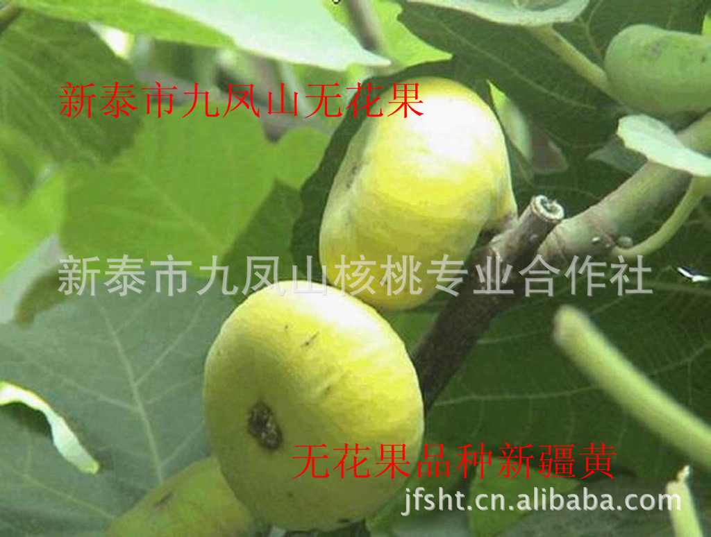 果树供布兰瑞克无花果树苗,玛斯义陶芬无花果苗,砂糖无花果树苗图片