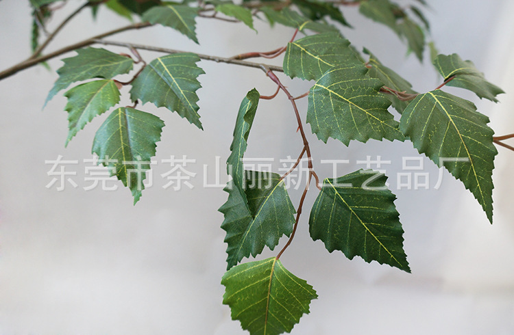 专业加工 大银桑叶 长期供应 东莞直销