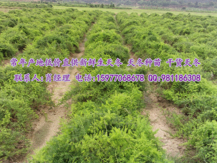 高利润菜市场地摊日赚千元畅销农副产品中药材现挖新鲜生天冬