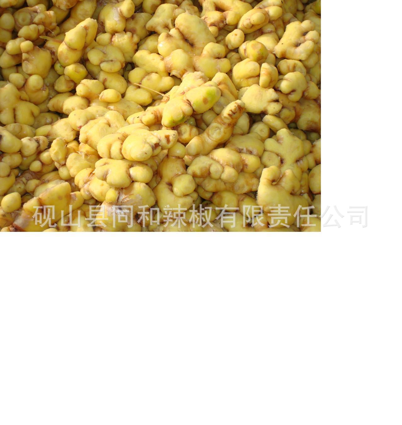 厂家长期供应优质泡黄姜,泡姜,优质泡姜价格