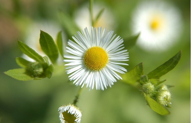 野菊花提取液1