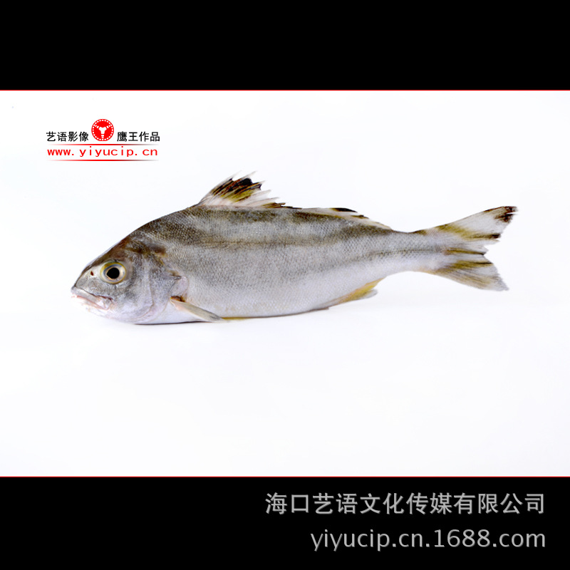 DSC_8475茂公鱼,冒公鱼