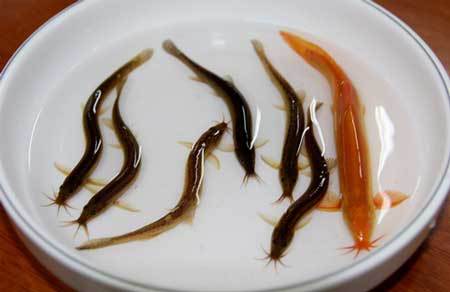泥鳅1