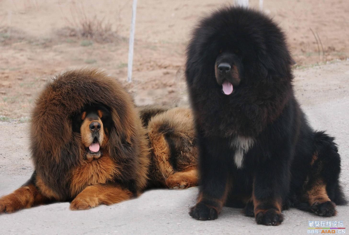 藏獒幼犬 大狮头藏獒 藏獒价格 特种兽畜