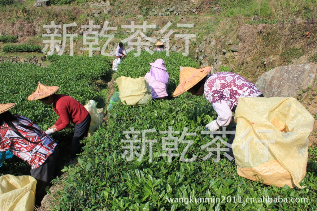 茶季忙時