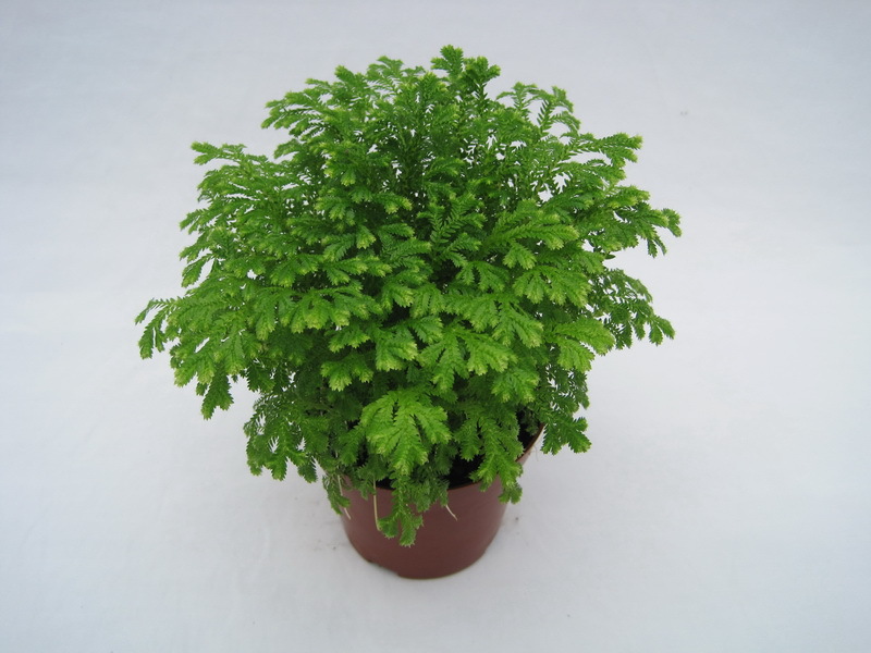 荧光珊瑚�? height=