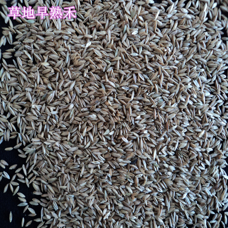 供应肯塔基草地早熟禾草籽 六月禾草坪种子批发 抗寒能力强耐践踏