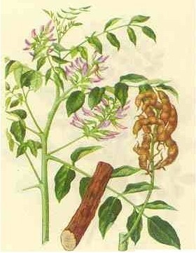 甘草