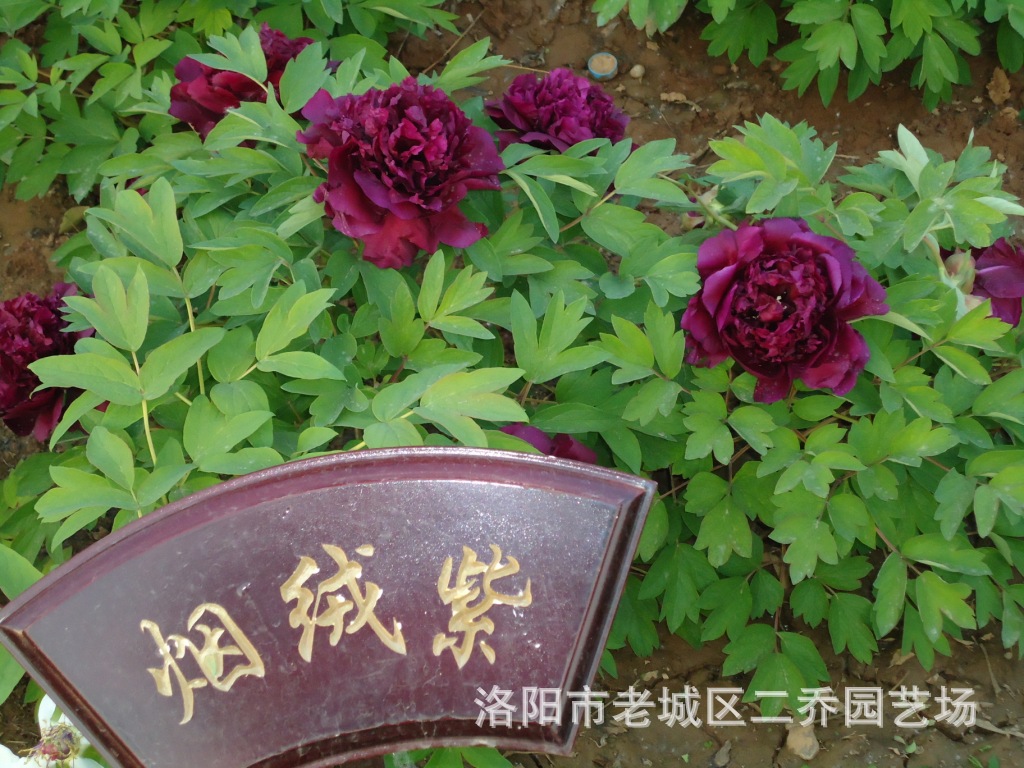 64烟绒紫 牡丹种 牡丹花 牡丹苗 盆花 切花鲜花盆景