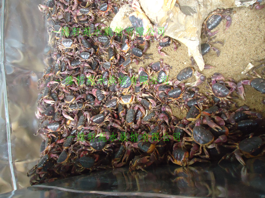 观赏宠物蟹,紫地蟹批发小背甲3-5cm