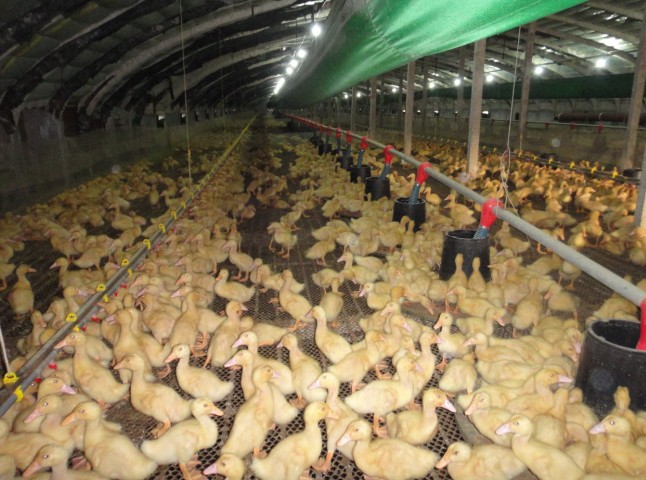 供应 青州邦驰 养鸭设备 养鸭自动化料线 喂料系统