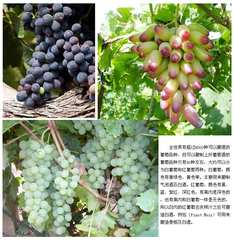 葡萄介绍2