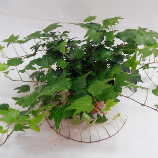 藤本植物-超低价供应中华青叶常春藤,银边常青藤,1年