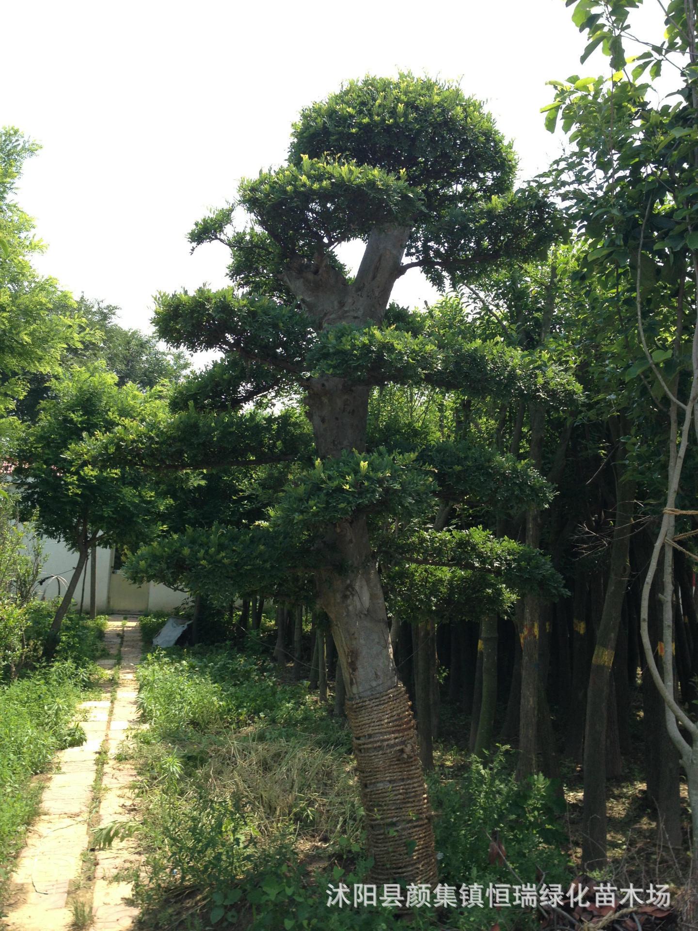 供应造型榆树/造型石榴树/等各种造型树