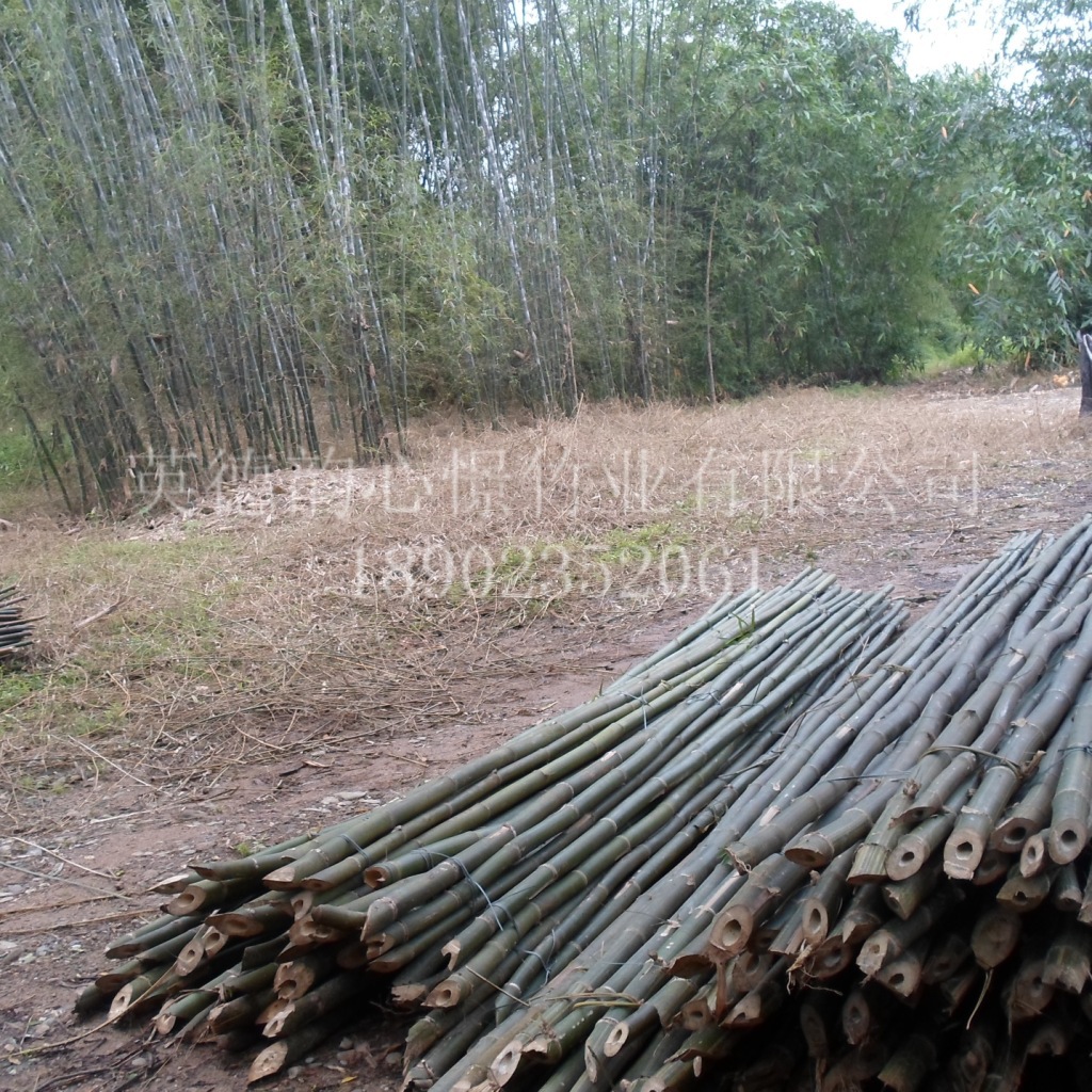 排栅竹建筑脚手架竹子5-7米广东竹子产地大量直销