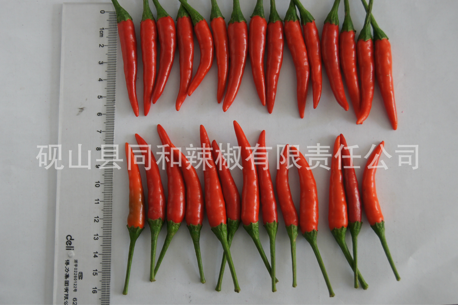 新鲜辣椒厂家大量供应新鲜辣椒,新鲜绿辣椒,红辣椒
