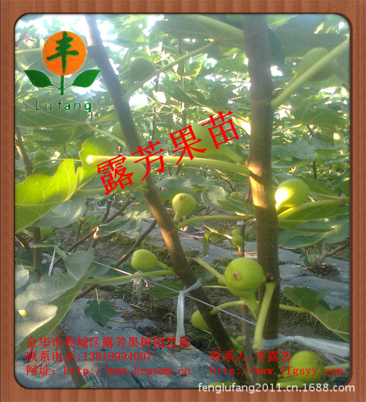 麦斯依陶芬无花果