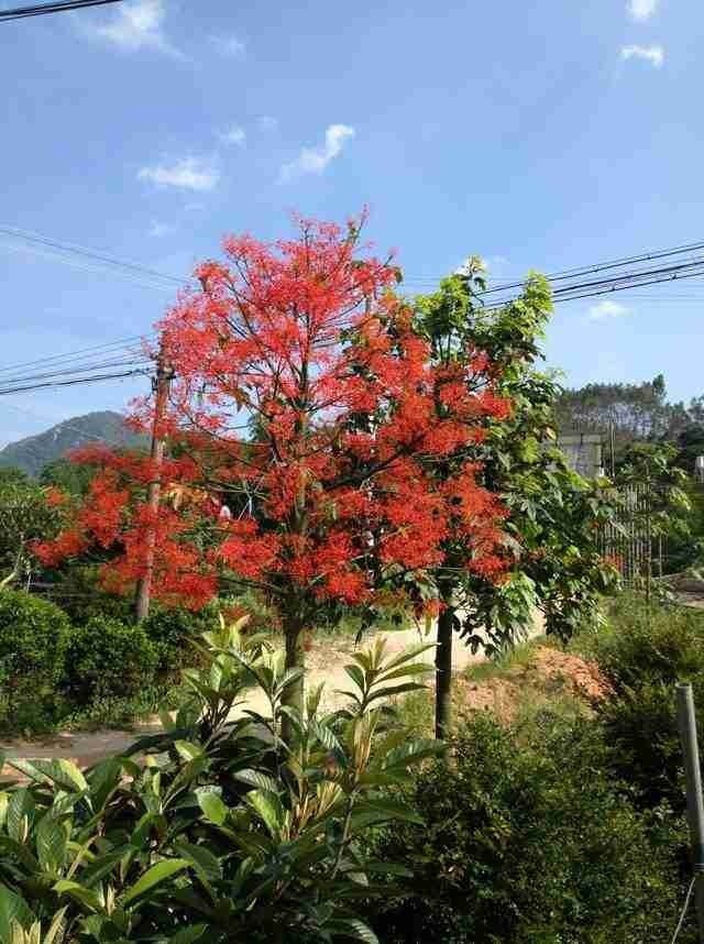 供应澳洲火焰木槭叶萍婆火焰酒瓶树