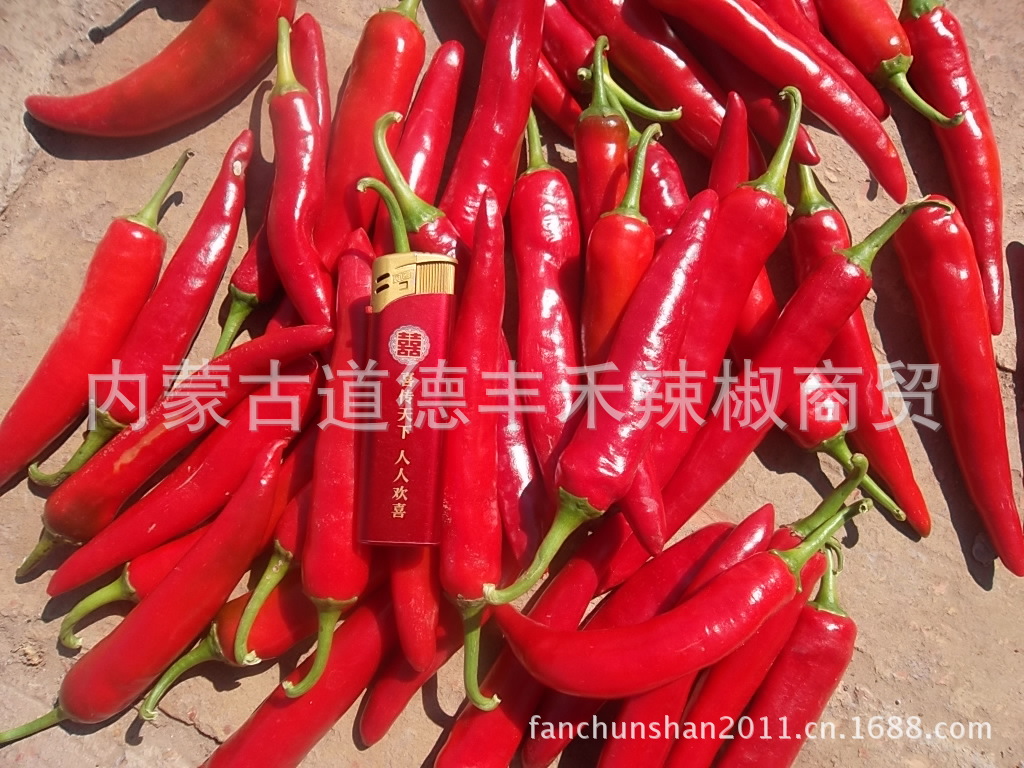 论2014年9月内蒙古通辽市道德辣椒基地金塔系列鲜红辣椒价格