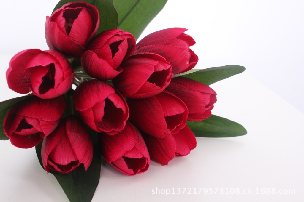 12头少叶郁金香9（Tulip Bunch) SJB1247