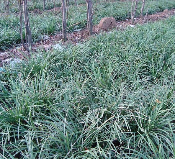 大量矮麦冬日本矮叶麦冬日本矮花麦冬草常绿地被植物