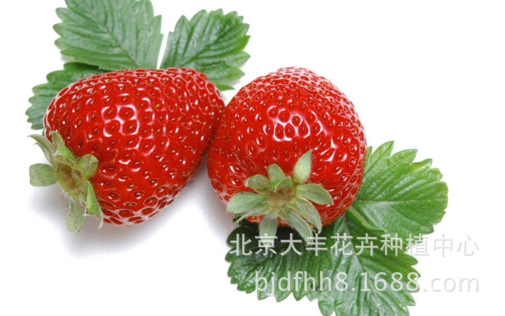 北京 顺义 有机草莓 红颜 章姬